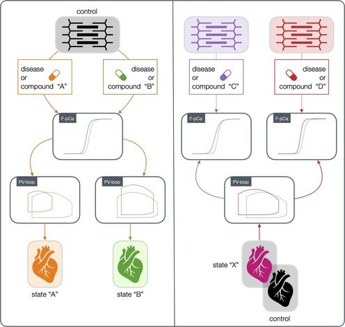 J_PHYSIOL_FigAbstract